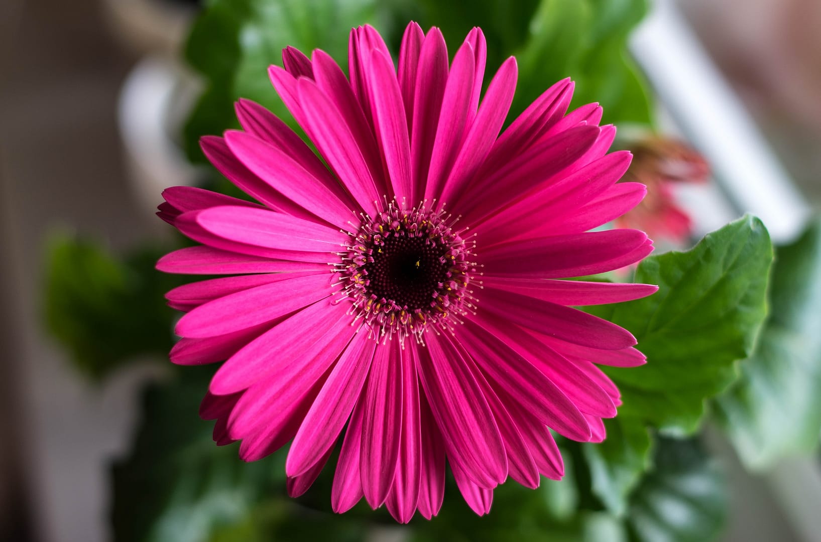 Gerbera