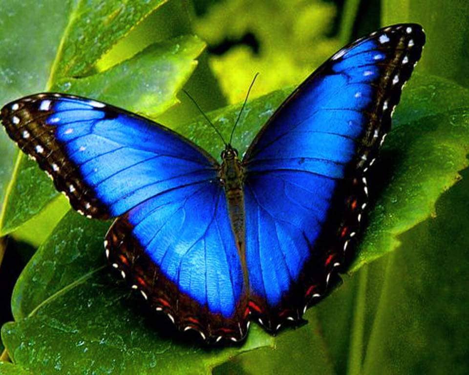 Blue Butterfly Leafy Background